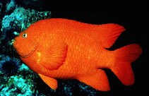 Image of Hypsypops rubicundus (Garibaldi damselfish)