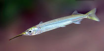 Image of Hyporhamphus xanthopterus (Red-tipped halfbeak)