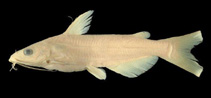 Image of Ictalurus australis (Pánuco catfish)