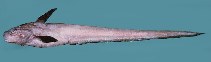 Image of Ijimaia plicatellus (Deep water ateleopid fish)