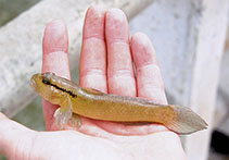 Image of Istigobius diadema (Spectacled sandgoby)