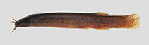 Image of Ituglanis jaguarete 