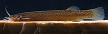 Image of Ituglanis jussariensis 