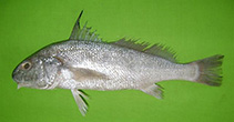 Image of Johnius amblycephalus (Bearded croaker)