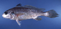 Image of Johnius coitor (Coitor croaker)