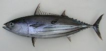 Image of Katsuwonus pelamis (Skipjack tuna)