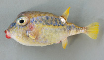 Image of Kentrocapros rosapinto (Basketfish)