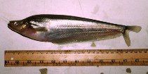 Image of Phalacronotus parvanalis 