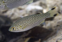 Image of Kuhlia rupestris (Rock flagtail)