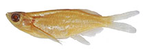 Image of Laubuka brahmaputraensis 
