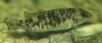 Image of Lamprologus callipterus 