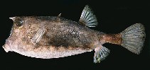 Image of Lactoria diaphana (Roundbelly cowfish)