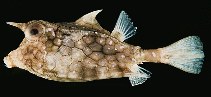 Image of Lactoria fornasini (Thornback cowfish)