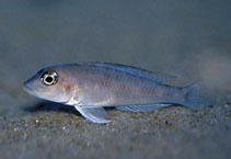 Image of Lamprologus kungweensis 