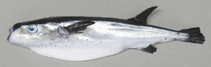 Image of Lagocephalus lagocephalus (Oceanic puffer)