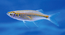 Image of Laubuka lankensis (Lanka blue laubuka)