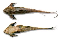 Image of Lamontichthys maracaibero 