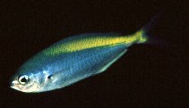 Image of Labracoglossa nitida (Blue knifefish)