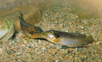 Image of Lamprologus ocellatus 