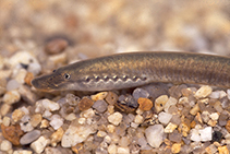 Image of Lampetra planeri (European brook lamprey)