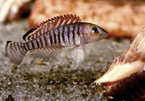 Image of Lamprologus signatus 