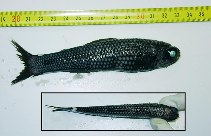 Image of Lampadena speculigera (Mirror lanternfish)