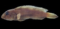 Image of Lamprologus symoensi 