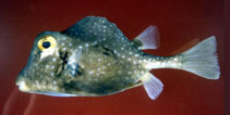 Image of Lactophrys trigonus (Buffalo trunkfish)