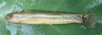 Image of Lepidocephalichthys guntea (Guntea loach)