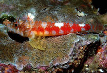 Image of Lepidonectes bimaculatus (Twinspot triplefin)