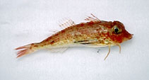 Image of Lepidotrigla dieuzeidei (Spiny gurnard)