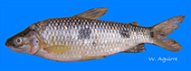 Image of Leporinus ecuadorensis 