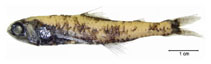 Image of Lepidophanes guentheri (Günther’s lanternfish)