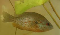 Image of Lepomis humilis (Orangespotted sunfish)