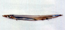 Image of Lestrolepis japonica (Japanese barracudina)