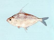 Image of Photolateralis moretoniensis (Moreton Bay ponyfish)