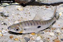 Image of Leporinus niceforoi 