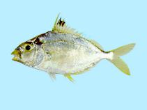 Image of Nuchequula nuchalis (Spotnape ponyfish)