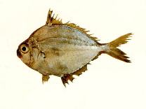 Image of Eubleekeria rapsoni (Rapson\