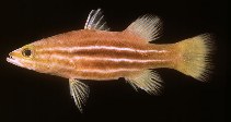 Image of Liopropoma africanum (African basslet)