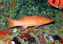 Image of Liopropoma emanueli (Cape Verdes basslet)