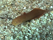 Image of Liparis mucosus (Slimy snailfish)