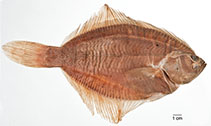 Image of Liopsetta putnami (American smooth flounder)