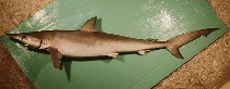 Image of Loxodon macrorhinus (Sliteye shark)