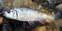 Image of Luxilus chrysocephalus (Striped shiner)