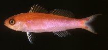 Image of Luzonichthys earlei (Earle\