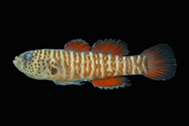Image of Lythrypnus brasiliensis 