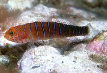 Image of Lythrypnus insularis (Distant goby)