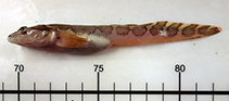 Image of Lycodes turneri (Polar eelpout)