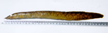 Image of Mastacembelus armatus (Zig-zag eel)